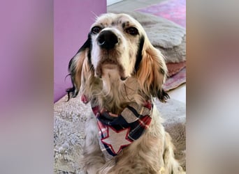 Vermittlungshilfe für Chase