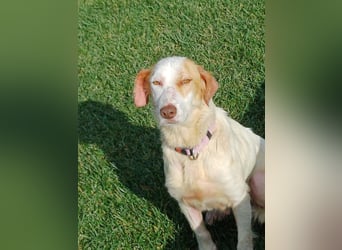 STELLA – sanfte Setter-Mischlingshündin sucht liebevolles Zuhause