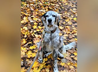 Vermittlungshilfe für Chase