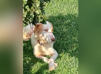 STELLA – sanfte Setter-Mischlingshündin sucht liebevolles Zuhause