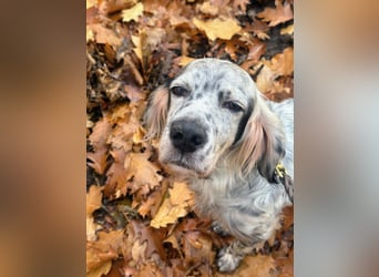 Vermittlungshilfe für Chase