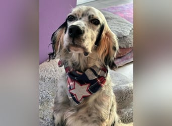 Vermittlungshilfe für Chase