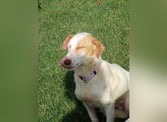 STELLA – sanfte Setter-Mischlingshündin sucht liebevolles Zuhause