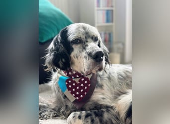 Vermittlungshilfe für Chase