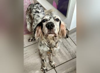 Vermittlungshilfe für Chase