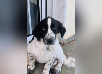 Bezaubernder Setter Mix Sam