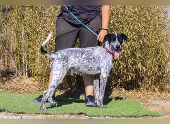 Auch Energiebündel Palermo  sucht ein neues Zuhause