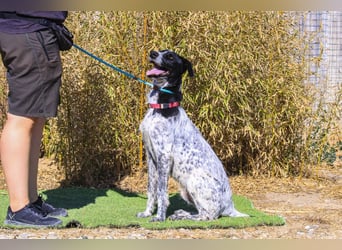 Auch Energiebündel Palermo  sucht ein neues Zuhause