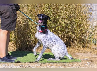 Auch Energiebündel Palermo  sucht ein neues Zuhause