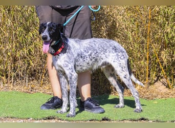 Auch Energiebündel Palermo  sucht ein neues Zuhause