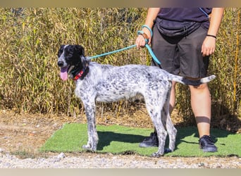 Auch Energiebündel Palermo  sucht ein neues Zuhause