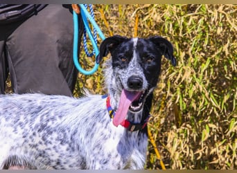 Auch Energiebündel Palermo  sucht ein neues Zuhause