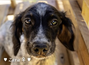 Vier Setter (-mischlinge) suchen ein Zuhause ab August