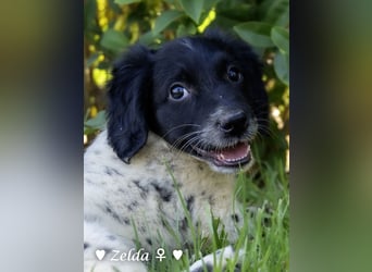Vier Setter (-mischlinge) suchen ein Zuhause ab August