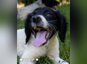 Zen -ein Setterwelpe sucht ab Ende August ein Zuhause