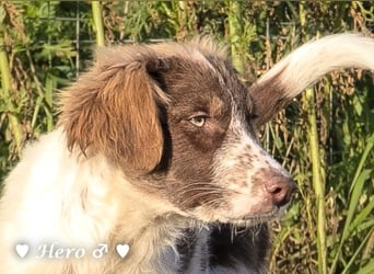 Hank und Hero suchen ein Zuhause