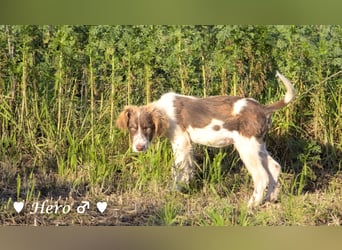 Hank und Hero suchen ein Zuhause