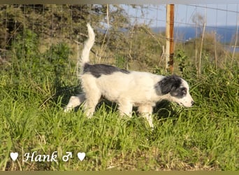 Hank und Hero suchen ein Zuhause