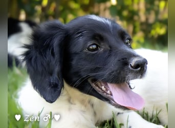 Vier Setter (-mischlinge) suchen ein Zuhause ab August