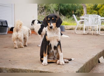 Doros, Dinos, Deri und Dex  suchen ein Zuhause