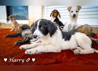 Harry, Harriet, Hank und Hero suchen ein Zuhause