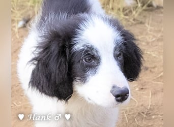 Hank und Hero suchen ein Zuhause