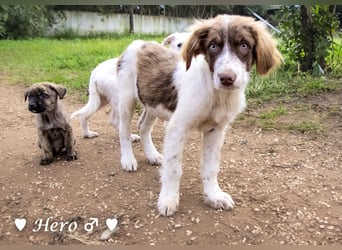 Hank und Hero suchen ein Zuhause