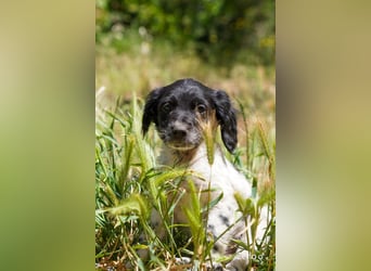 Vier Setter (-mischlinge) suchen ein Zuhause ab August