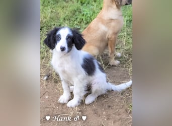 Hank und Hero suchen ein Zuhause