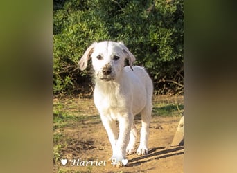 Harriet, Hank und Hero suchen ein Zuhause