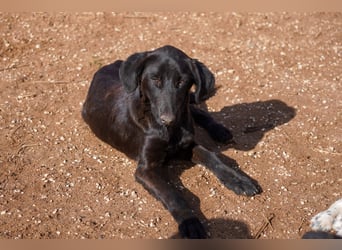 Doros, Dinos, Deri und Dex  suchen ein Zuhause