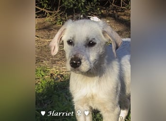 Harriet, Hank und Hero suchen ein Zuhause