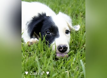Drei Setter (-mischlinge) suchen ein Zuhause ab August