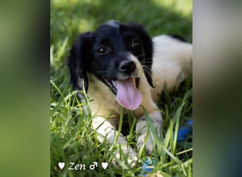 Zen -ein Setterwelpe sucht ab Ende August ein Zuhause