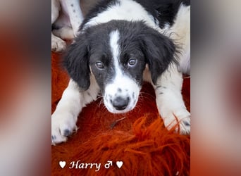 Harry, Harriet, Hank und Hero suchen ein Zuhause