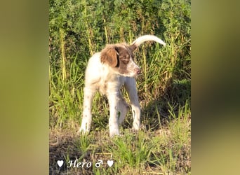 Hank und Hero suchen ein Zuhause