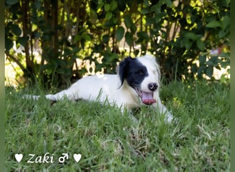 Drei Setter (-mischlinge) suchen ein Zuhause ab August