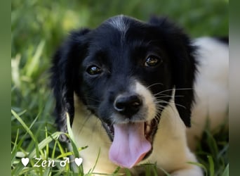 Zen -ein Setterwelpe sucht ab Ende August ein Zuhause