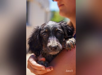 Ein Setterwelpe sucht  ab Anfang Juli ein Zuhause