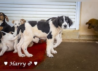 Harry, Harriet, Hank und Hero suchen ein Zuhause