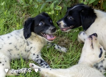 Vier Setter (-mischlinge) suchen ein Zuhause ab August