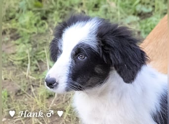 Hank und Hero suchen ein Zuhause