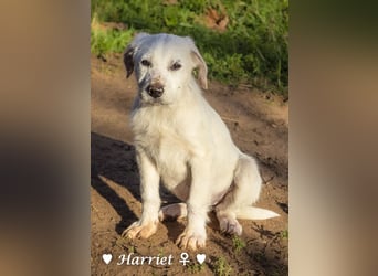 Harriet, Hank und Hero suchen ein Zuhause
