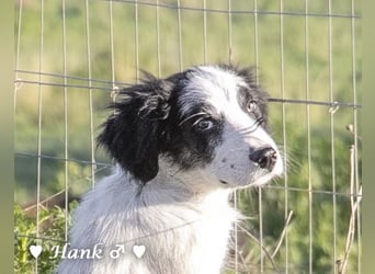 Hank und Hero suchen ein Zuhause