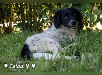 Vier Setter (-mischlinge) suchen ein Zuhause ab August