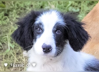 Hank und Hero suchen ein Zuhause