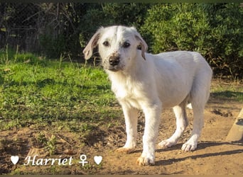 Harriet, Hank und Hero suchen ein Zuhause