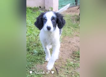 Hank und Hero suchen ein Zuhause