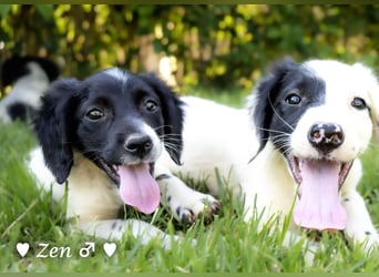 Vier Setter (-mischlinge) suchen ein Zuhause ab August