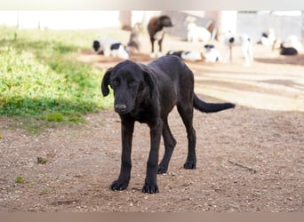 Doros, Dinos, Deri und Dex  suchen ein Zuhause